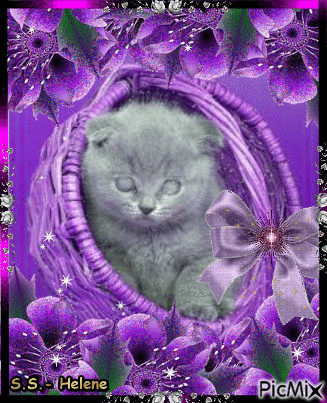 Kitty in a purple basket. - GIF animé gratuit