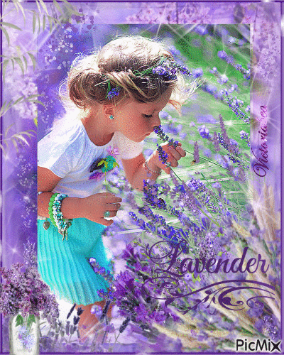 Lavender - GIF เคลื่อนไหวฟรี