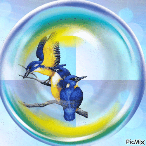 Oiseaux bleus dans une bulle - GIF เคลื่อนไหวฟรี