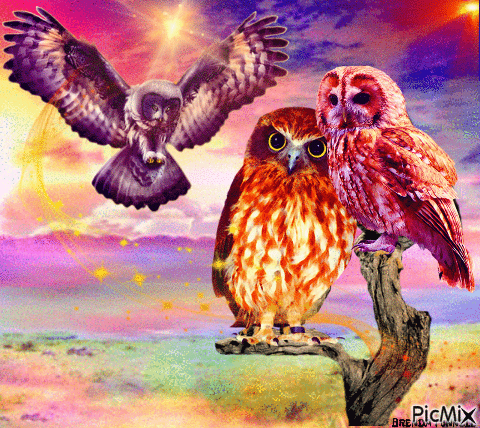 OWL - Besplatni animirani GIF