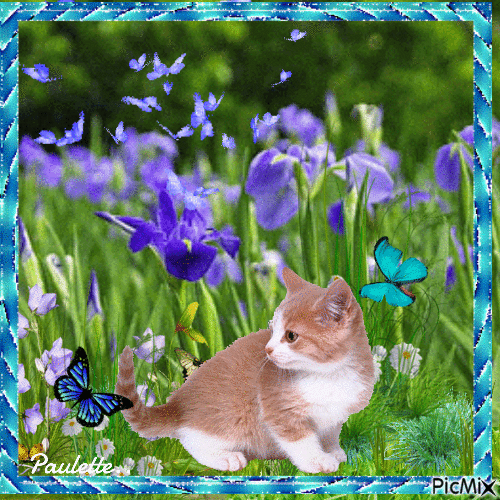 chaton,fleurs et papillons - GIF animé gratuit