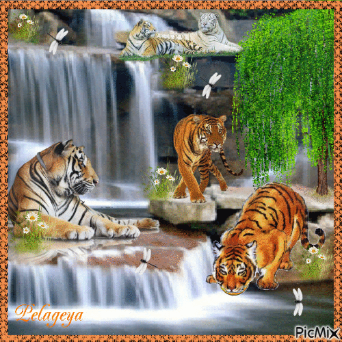 tigres sur la cascade 🐅 🐅 🐅 🌊 - 無料のアニメーション GIF