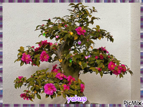 bonsai - Darmowy animowany GIF