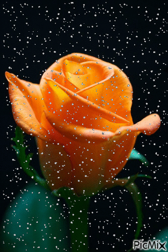 růže - Darmowy animowany GIF