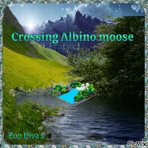 Crossing Albino moose - GIF เคลื่อนไหวฟรี