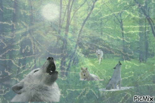 loup d'hiver - GIF animé gratuit