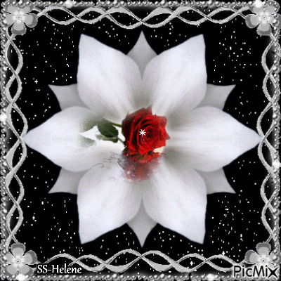 White rose. - Bezmaksas animēts GIF