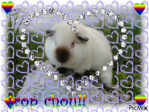 trop chou 2 - Δωρεάν κινούμενο GIF