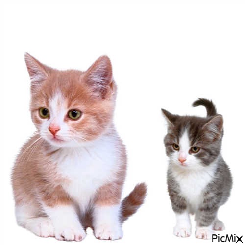 SO ♥ BEAUTIFUL CATS ♥ - Free PNG