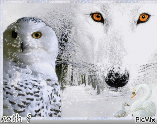 le loup blanc - Gratis animerad GIF