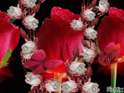 linda rosa - Бесплатный анимированный гифка
