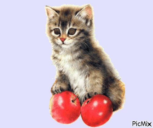Kitten - Gratis animeret GIF