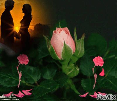 Roża - Безплатен анимиран GIF