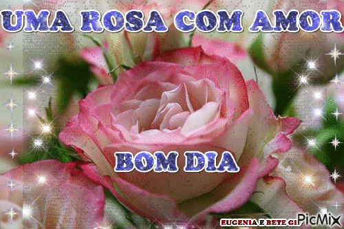 BOM DIA ROSA - GIF animate gratis - PicMix