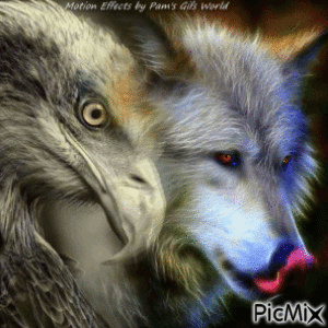 Eagle and Wolf - Бесплатный анимированный гифка