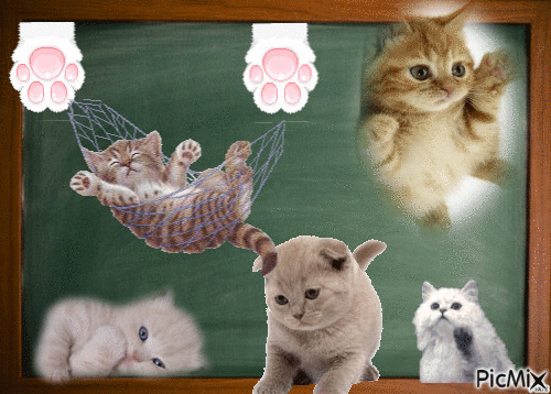 Pisici jucause - Nemokamas animacinis gif