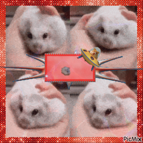 Squishy hamster compilation - Zdarma animovaný GIF