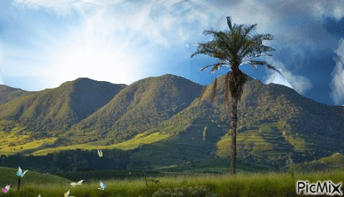 palmier - Kostenlose animierte GIFs