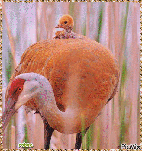 Un bel oiseau avec son petit - Darmowy animowany GIF