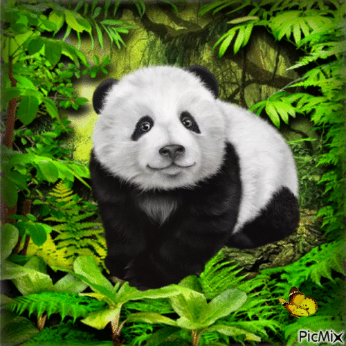 Panda - Бесплатни анимирани ГИФ