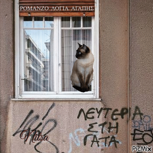 freedom to the cat. ( funny ) - Ingyenes animált GIF