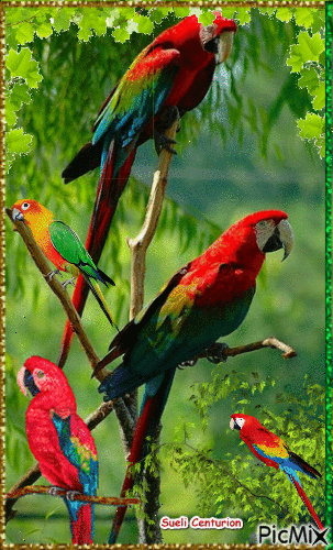 Papagaios - Gratis geanimeerde GIF