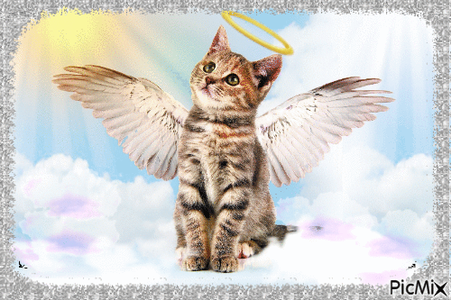 Angel Kitty - Free animated GIF
