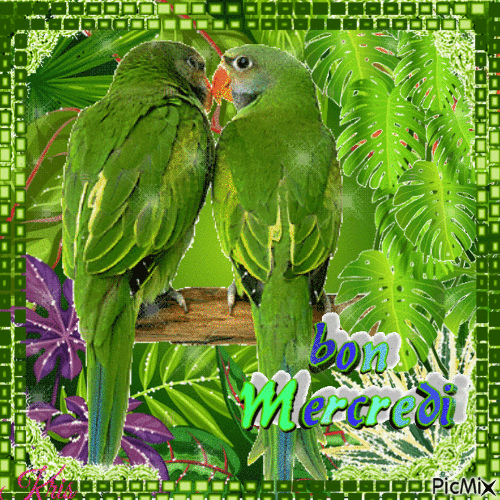 Mercredi, vert, perroquet - Free animated GIF