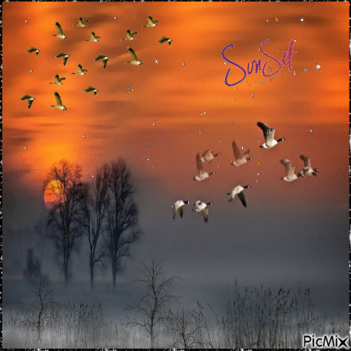 Flight of ducks at sunset. - Free animated GIF