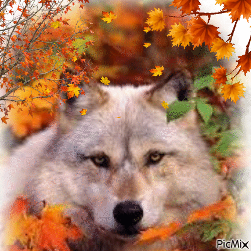 Loup en Automne - Free animated GIF
