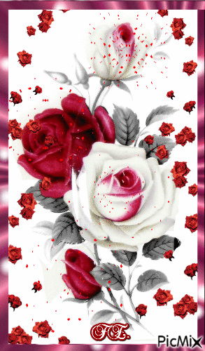 Vörös és fehér rózsaszál. - Free animated GIF