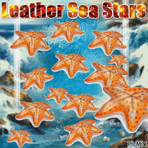 leather sea stars - Бесплатни анимирани ГИФ