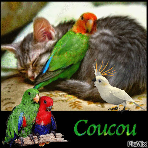 coucou les perroquets - 無料のアニメーション GIF