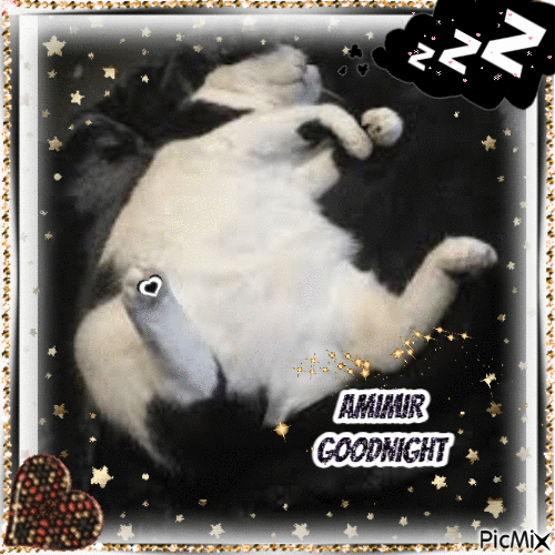 Cat says goodnight - Animovaný GIF zadarmo