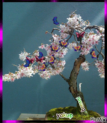 bonsai - Безплатен анимиран GIF