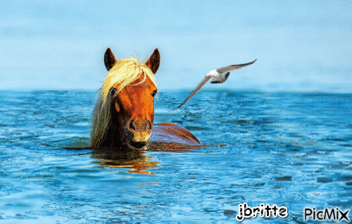 cheval mer - Бесплатный анимированный гифка