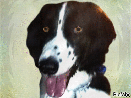 Amazing dog - Бесплатни анимирани ГИФ