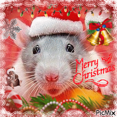 Rat Christmas - Gratis animeret GIF