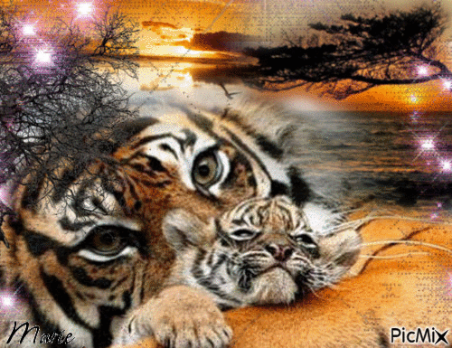 Tigre - GIF animado grátis