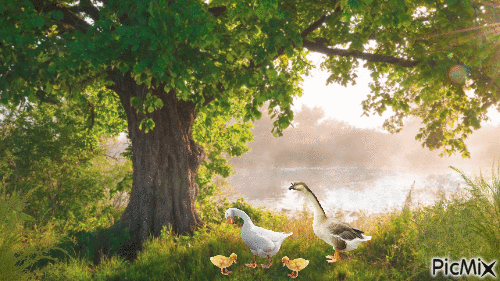 Summer Geese - GIF animate gratis