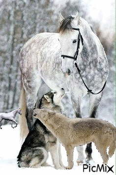 Lobos y caballos - Besplatni animirani GIF