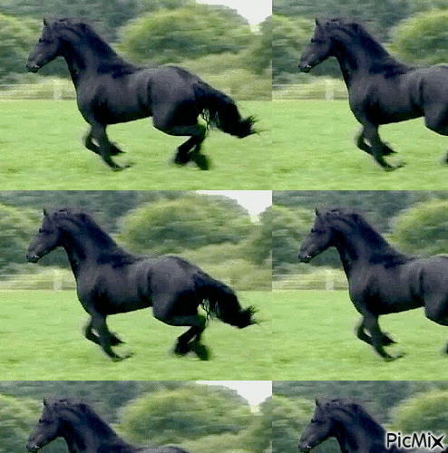 cavalos - Free animated GIF