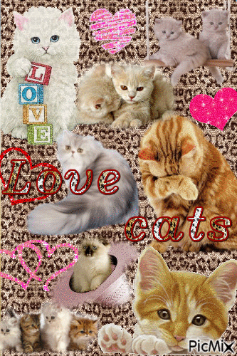 Love cats - Безплатен анимиран GIF