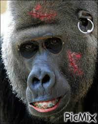 gorille cicatrice - Gratis geanimeerde GIF