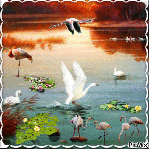 L'étang et ses oiseaux - GIF animate gratis