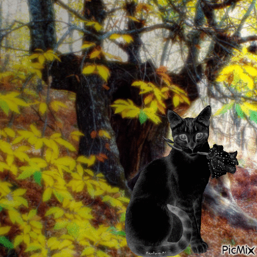 Le chat noir - GIF animado gratis