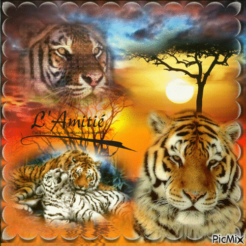 tigres - GIF animado gratis