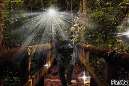 Jungle Panther - Δωρεάν κινούμενο GIF