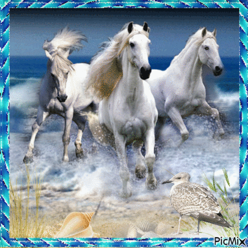 Weiße Pferde im Meer - Free animated GIF