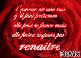la rose de l'amour - Δωρεάν κινούμενο GIF
